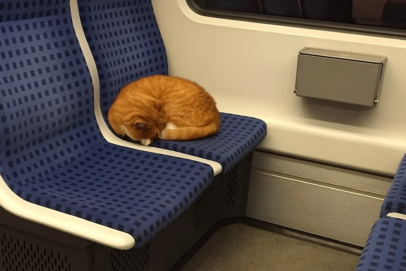 Cat on Melbourne Train