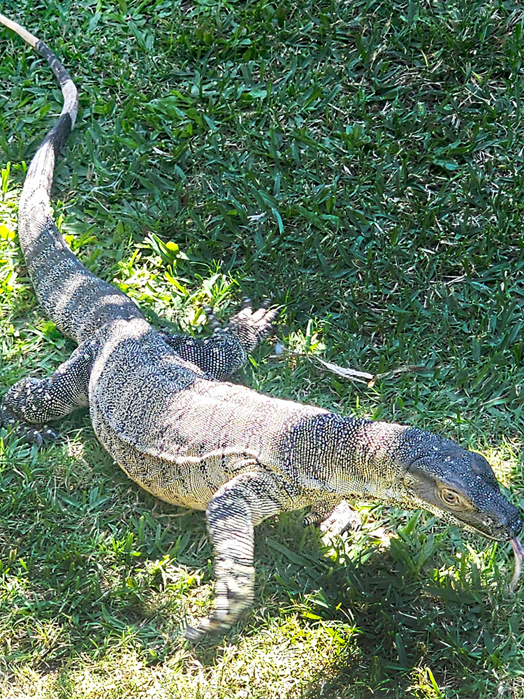 Snuffy the Monitor Lizard