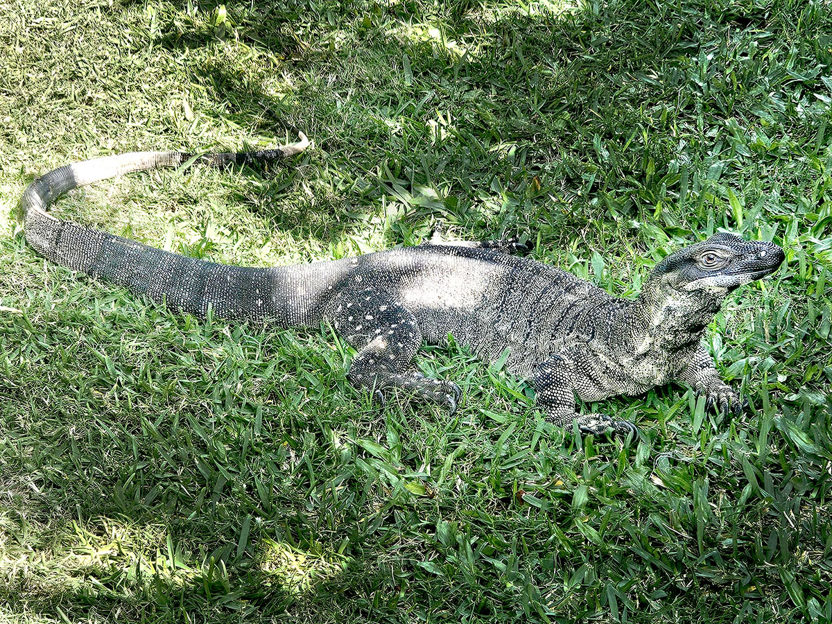Snuffy the Monitor Lizard